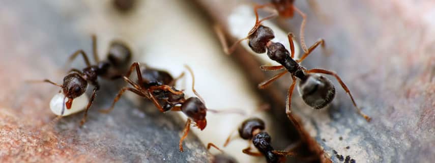 Ant Control Belhus