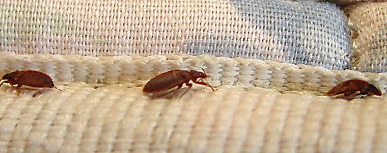 Bed Bug Control Murdoch