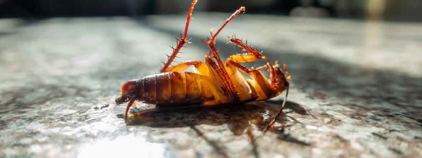 Cockroach Control Calista