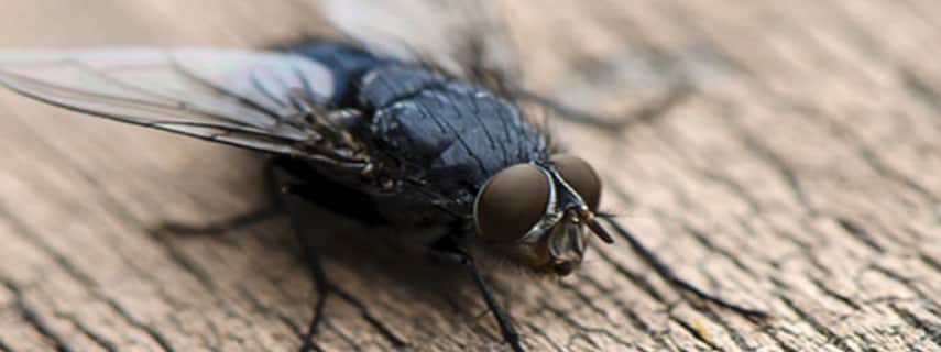 Flies Control The Lakes