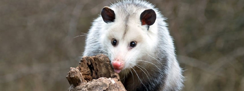 Possum Removal South Guildford