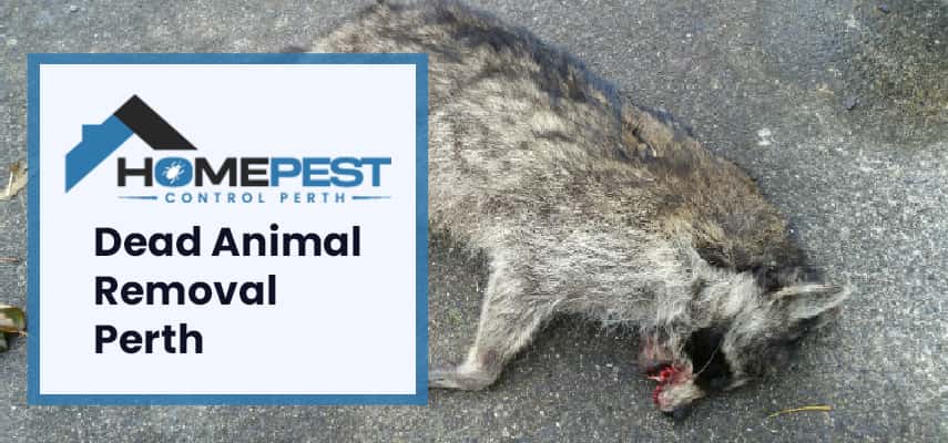 Dead Animal Removal North Perth