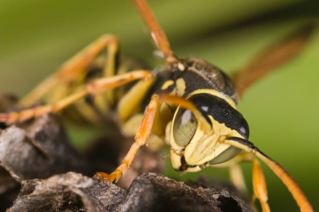 wasp-removal-perth-wa