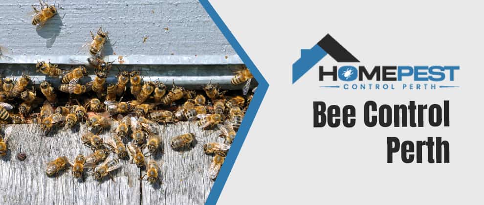 Bee Control In Perth
